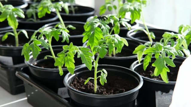 Growing tomato seedlings plants in plastic pots with soil on window sill, Urban home balcony gardening, growing vegetables concept.