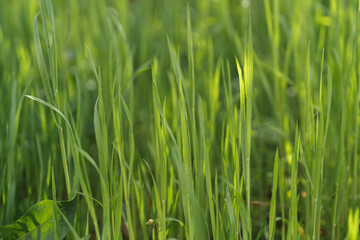 Fototapeta na wymiar Green grass in the summertime. Natural background