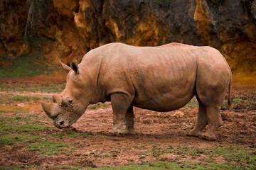 Obraz premium African rhinoceros in a nature reserve