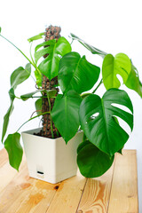 a monstera in a pot on a wooden table against a white wall. 