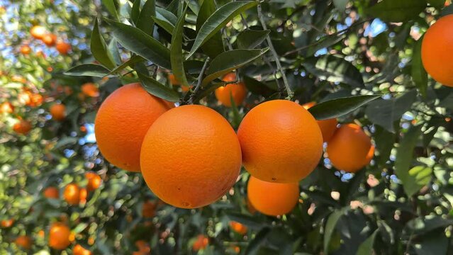 Juicy ripe oranges fruit branch of the orange tree in the garden.