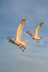 seagull flying high on the wind. flying gull. Seagull flying