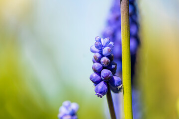 macro image of a blue grape hyacinth with cops space