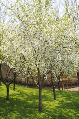 Fototapeta na wymiar White fresh cherie tree in bloom in the garden. Botany background