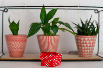 pudełko z prezentem na półce z kwiatami doniczkowymi