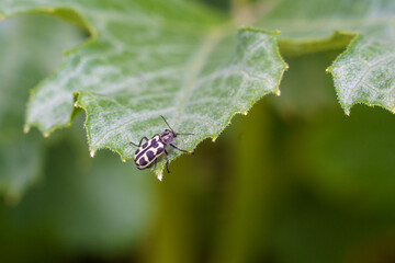 Astylus atromaculatus bug on zucchini plant