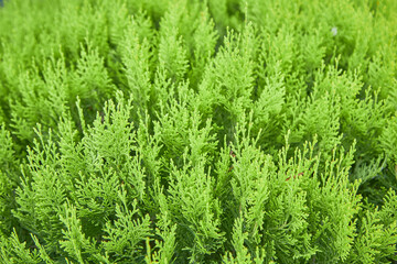 Thuja occidentalis, or eastern arborvitae close-up.   texture background..