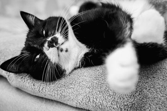 Black and white photo of a pet. close-up of a beautiful black cat, white spots with a sleepy face lying on a gray bedspread. Pet cat	
