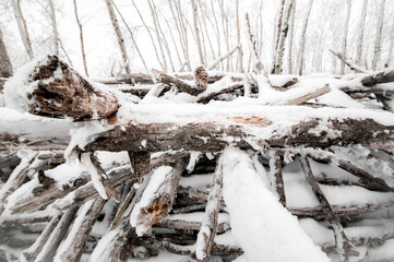 Snow covered tree branch fort
