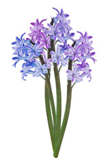 composition of blue narcisus on transparent background