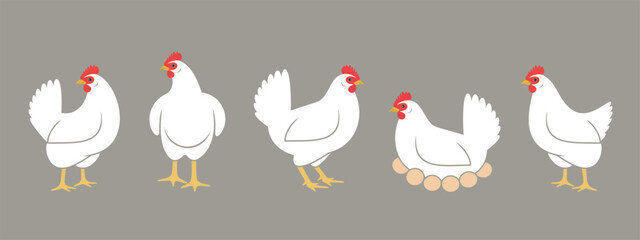 Hen. Nest. Isolated  hen on white background