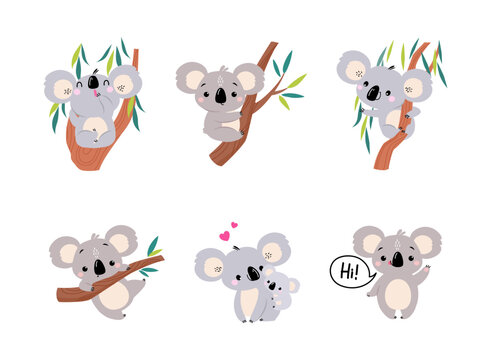 Koala Bear as Australian Animal on Eucalyptus Branch and with Baby Vector Set