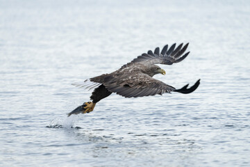 White-tailed eagle (haliaeetus albicilla)