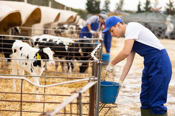 Young farmer guy giving drink to calves at dairy farm © JackF