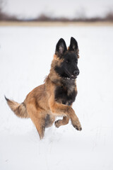 young tervueren belgian shepherd dog running in the snow in winter