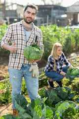 Man and woman gardeners picking harvest of cabbage in sunny garden