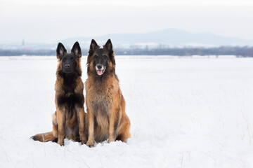 two tervueren belgian shepherd dogs sitting in the snow in winter