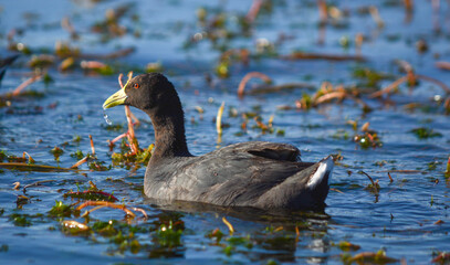 Fulica leucoptera gallareta 