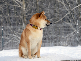 Japanese red coat dog is in winter forest. Portrait of beautiful Shiba inu male standing in the forest on the snow and trees background. High quality photo. Walk in winter