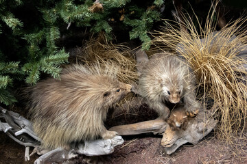 family of porcupine 