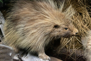 close up of a porcupine