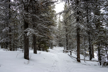 path through snow covered trees