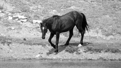 Black stallion wild horse coming down to the waterhole on Pryor Mountain Wyoming United States - black and white