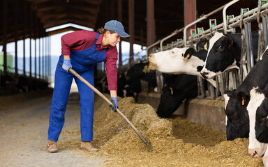 Positive young woman farmer worker in uniform leveling hay with rake while feeding cows in stall on...