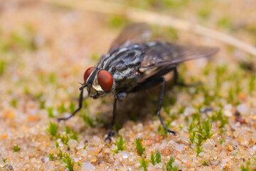 A Flesh fly (Sarcophaga carnaria) standing on the sand between grains of which moss sprouts.