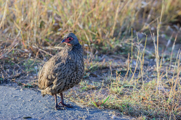 Swainson's spurfowl or Swainson's francolin is a species of bird in the family Phasianidae.
