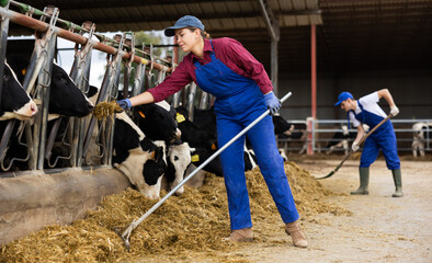 Hardworking female farmer in overalls using rake and feeding cows with compound feed in cowshed of dairy farm
