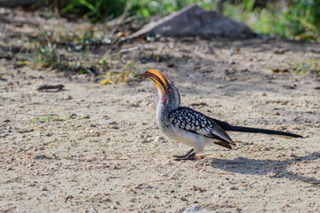 The red-billed hornbills are a group of hornbills found in the savannas and woodlands of sub-Saharan Africa.