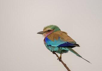 The lilac-breasted roller is an African bird of the roller family, Coraciidae. 