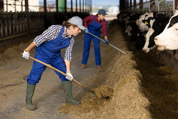 Adult male farmer uses pitchfork to feed cows on dairy farm