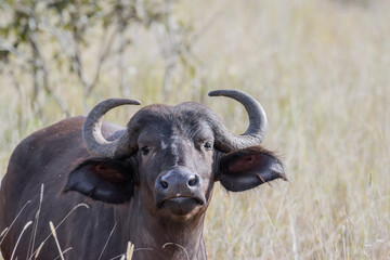The African buffalo, Syncerus caffer, is a large sub-Saharan African bovine.