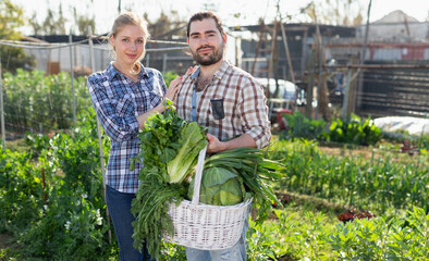 Portrait of satisfied male and female farmers with basket of freshly harvested greens in vegetable garden