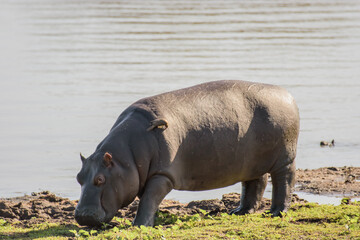 You can observe hippos in South Africa near Hoedspruit.