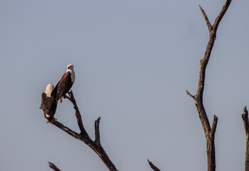 The African fish eagle or the African sea eagle, is a large species of eagle found throughout sub-Saharan Africa wherever large bodies of open water with an abundant food supply occur.
