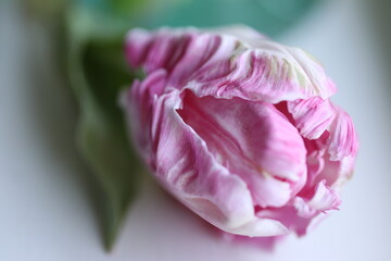Fototapeta premium Tulip, pink, parrot tulip, flower, frill, vintage, romance, Valentine's Day, St. Valentine's Day, Valentine, love