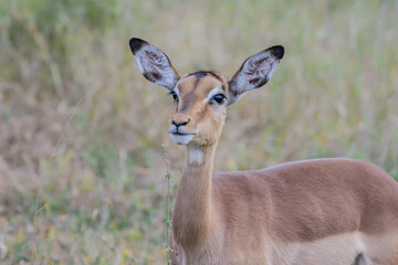 Impalas are medium-sized antelopes that roam the savanna and light woodlands of eastern and southern Africa.