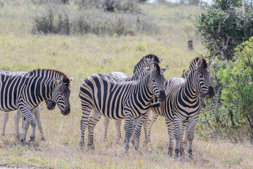 Fototapeta na wymiar Zebras are African equines with distinctive black-and-white striped coats.