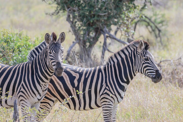 Zebras are African equines with distinctive black-and-white striped coats.