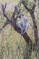 The vervet monkey, or simply vervet, is an Old World monkey of the family Cercopithecidae native to Africa..