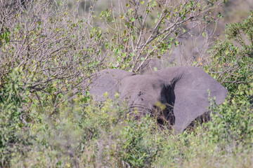 African elephants are a genus comprising two living elephant species, the African bush elephant and...