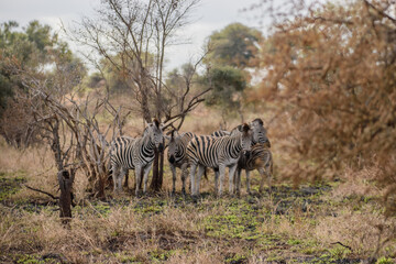 Fototapeta na wymiar Zebras are African equines with distinctive black-and-white striped coats. 