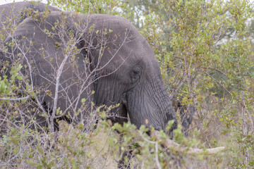 African elephants are a genus comprising two living elephant species, the African bush elephant and the smaller African forest elephant.