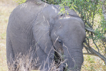 African elephants are a genus comprising two living elephant species, the African bush elephant and the smaller African forest elephant.