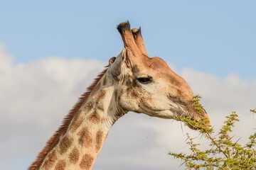 Giraffe is the tallest living terrestrial animal and the largest ruminant on Earth.