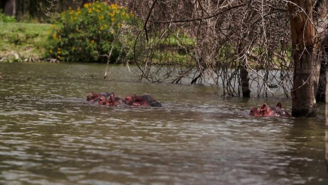 Heads of four hippos stick out of surface of lake water Naivasha in Kenya. Lake is located in part of Kenyan Rift Valley. Hippopotamus on background of dry trees and water surface.