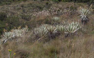 A group of Espeletia plants or frailejones at colombian paramo mountain